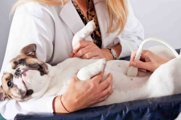 Лаборатория ветеринарной диагностики